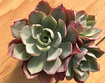Lebende Sukkulenten -Seltene Sukkulenten -Echeveria White Rose