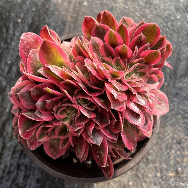 Live Succulents -Rare Succulents - Aeonium Pink Witch Crested