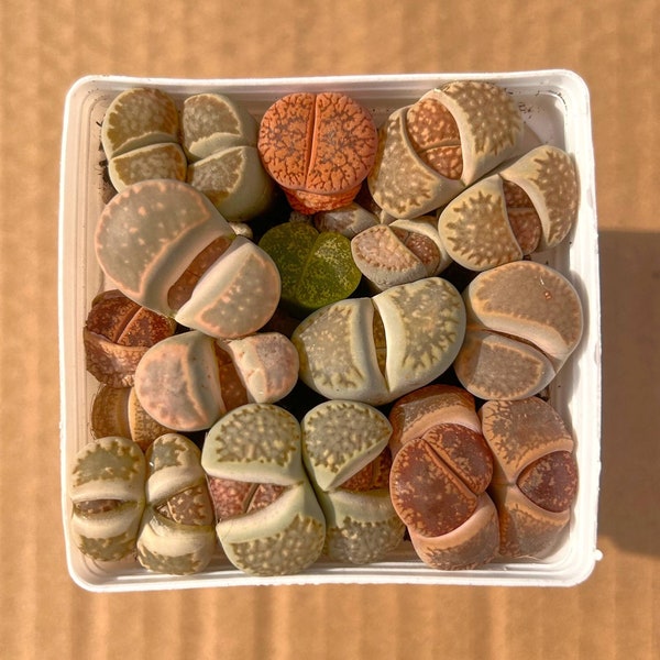 Lithops - A pot of Lithops