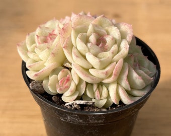 Levende vetplanten -Zeldzame vetplanten -Echeveria 'roze witte zwaan'