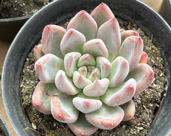 エケベリア ウェディング リング、多肉植物、多肉植物ギフト - Etsy 日本