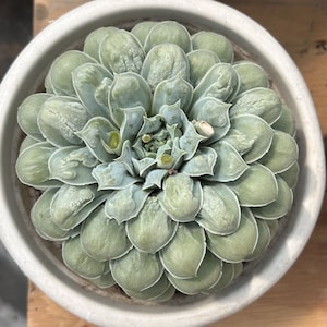 Live Succulents -Rare Succulents - Echeveria The Wizard