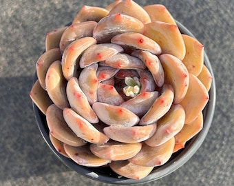 エケベリア オレンジ モンロー - 生きた多肉植物 - Etsy 日本