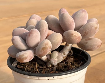 Graptopetalum Amethystinum,succulent Plant,succulent Gifts - Etsy