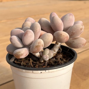 Live Succulents -Rare Succulents -Graptopetalum amethystinum