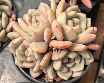 Live Succulents -Rare Succulents -Echeveria ling snow