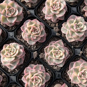 May include: A collection of small succulent plants in individual pots, arranged in a grid pattern. The succulents are a pale green color with pink and white accents.