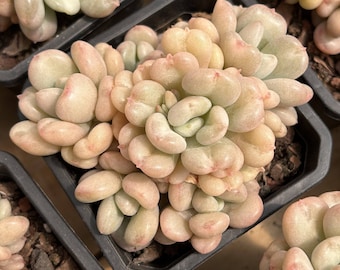 エケベリア シャビアナ トリュフ、多肉植物、多肉植物ギフト - Etsy 日本