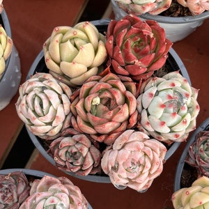 7 pezzi per vaso Echeveria - Piante grasse vive - Piante grasse rare