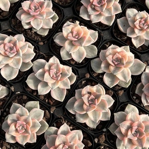 Live Succulents -Rare Succulents Graptopetalum Purple Delight Variegated