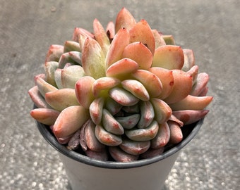 Live Succulents -Rare Succulents -Echeveria 'Star Mark'