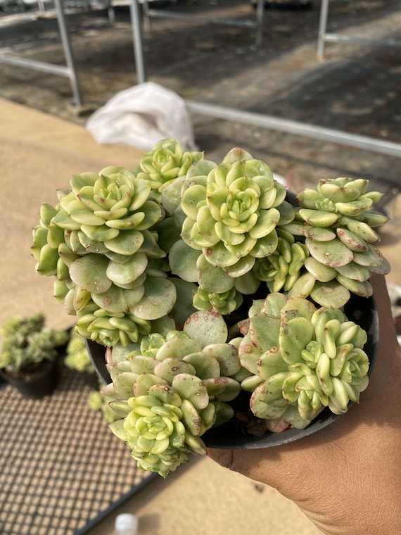 Live Succulents -rare Succulents -echeveria Rolly Variegata - Etsy Israel