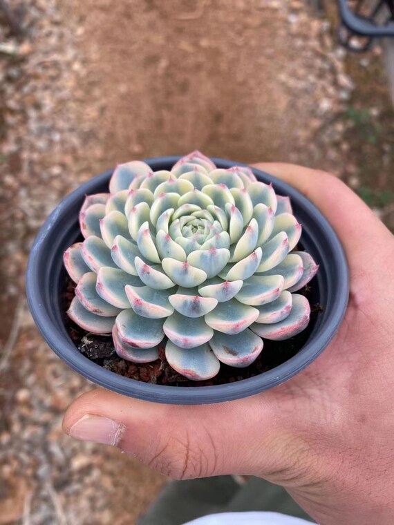 多肉植物　エケベリア・BlackPink斑入り ブラックピンク（チャンヒー農園苗） – 多肉植物の通販・販売サイト tawawa