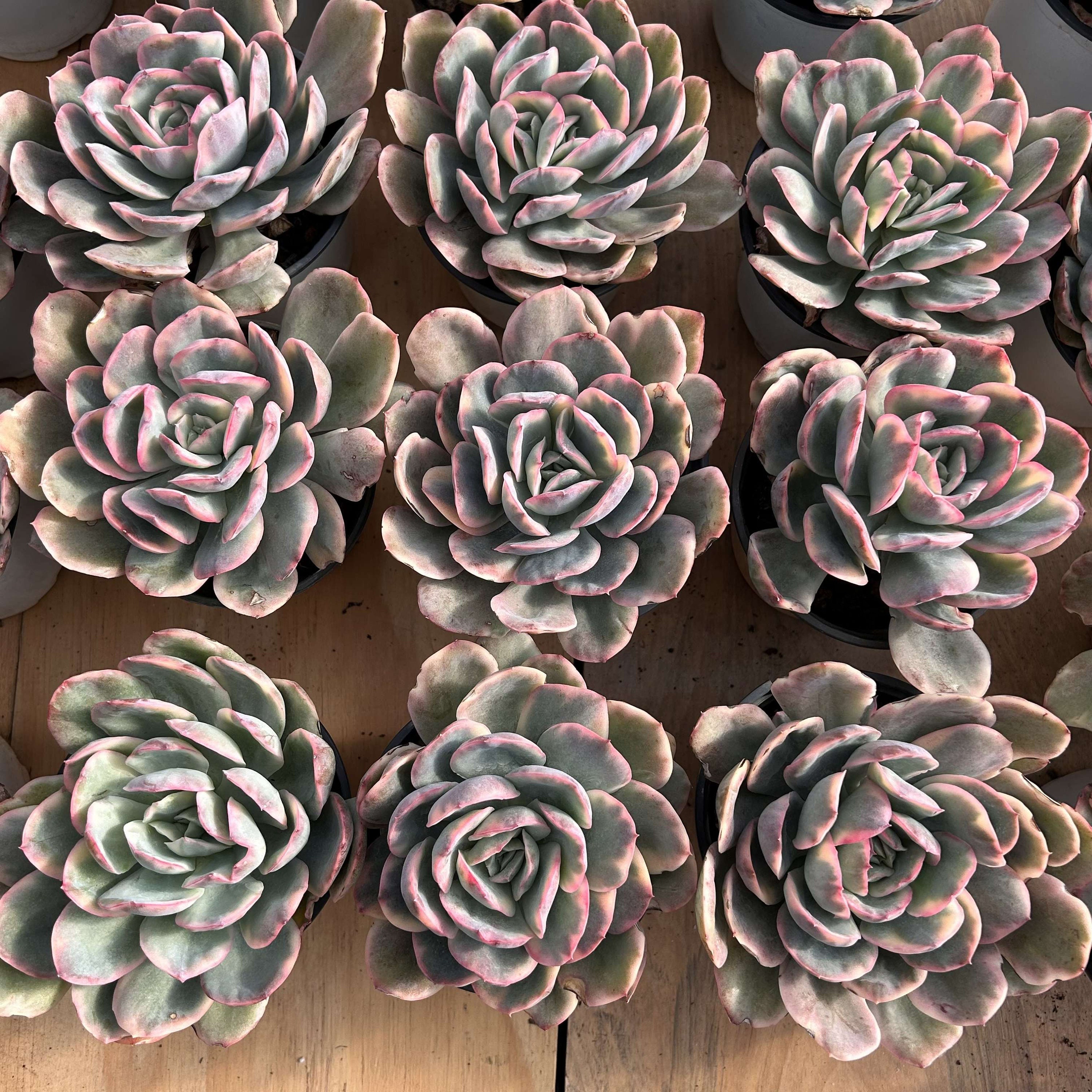 生きた多肉植物 - 珍しい多肉植物 - エケベリア ルエラ 斑入り - Etsy 日本