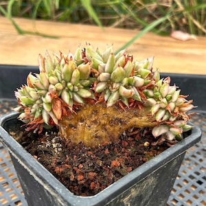 Live Succulents -Rare Succulents - Echeveria Agavoides Crested