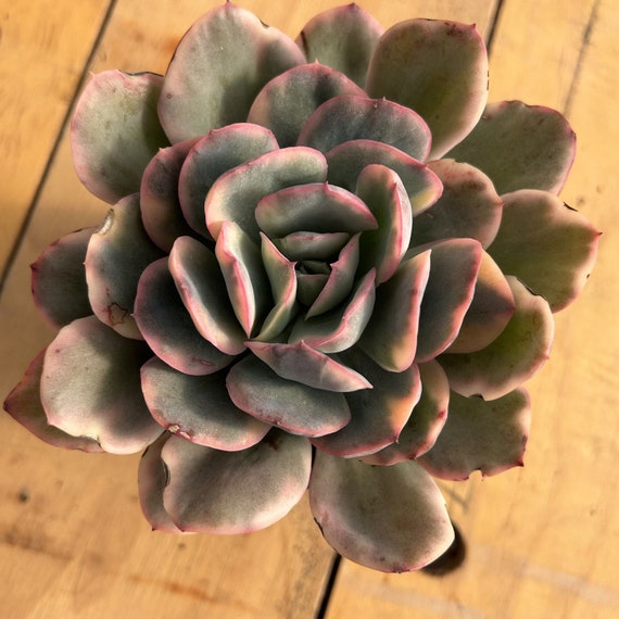生きた多肉植物 - 珍しい多肉植物 - エケベリア ルエラ 斑入り - Etsy 日本