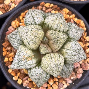 Live Succulents -Rare Succulents -Haworthia emelyae white beat