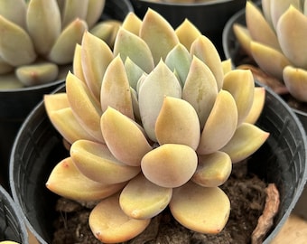 Levande suckulenter - Sällsynta suckulenter - Echeveria Ivory
