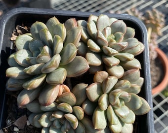 Live Succulents -Rare Succulents -Graptoveria amethorum