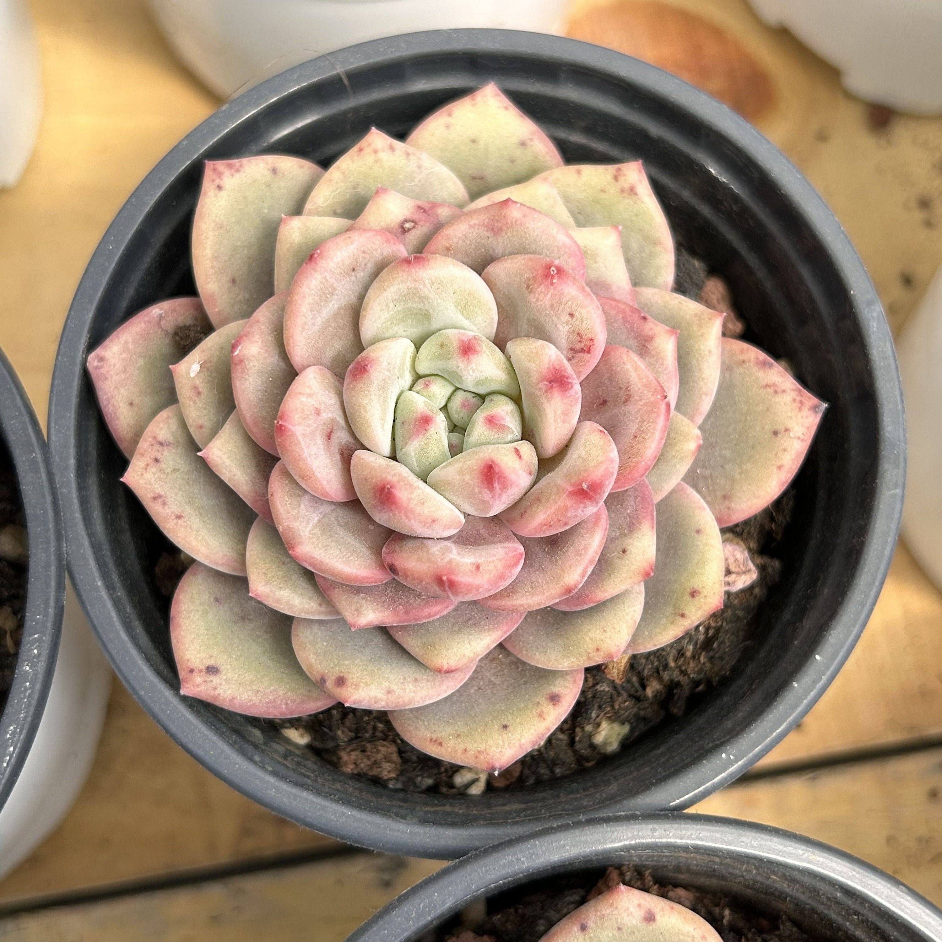 生きた多肉植物 - 珍しい多肉植物 - エケベリア アリエル - Etsy 日本