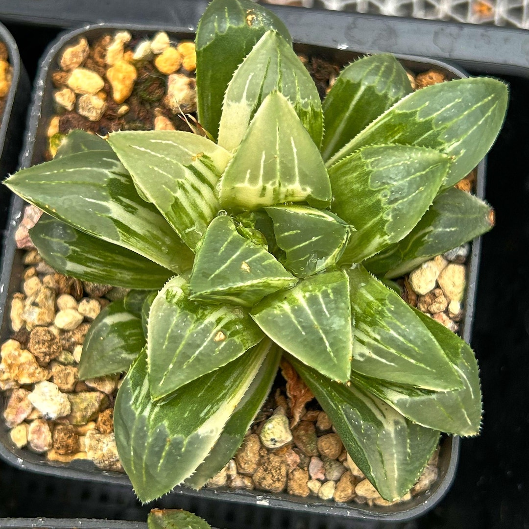 Piante succulente 4-6 cm Haworthia heidelbergensis variegate piante Piante succulente 4-6 cm Haworthia heidelbergensis variegate piante