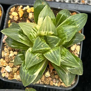 Live Succulents -Rare Succulents -Haworthia Heidelbergensis Variegated