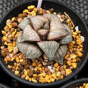Live Succulents -Rare Succulents - Haworthia Taj Mahal