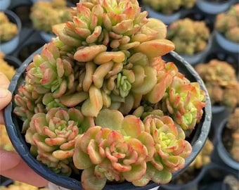 Live Succulents -Rare Succulents -Multihead Succulents -Echeveria 'Rolly'