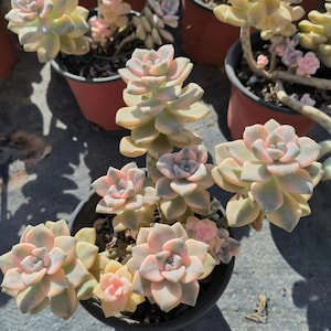 Live Succulents -Rare Succulents -Graptoveria paraguayense bernalense variegata