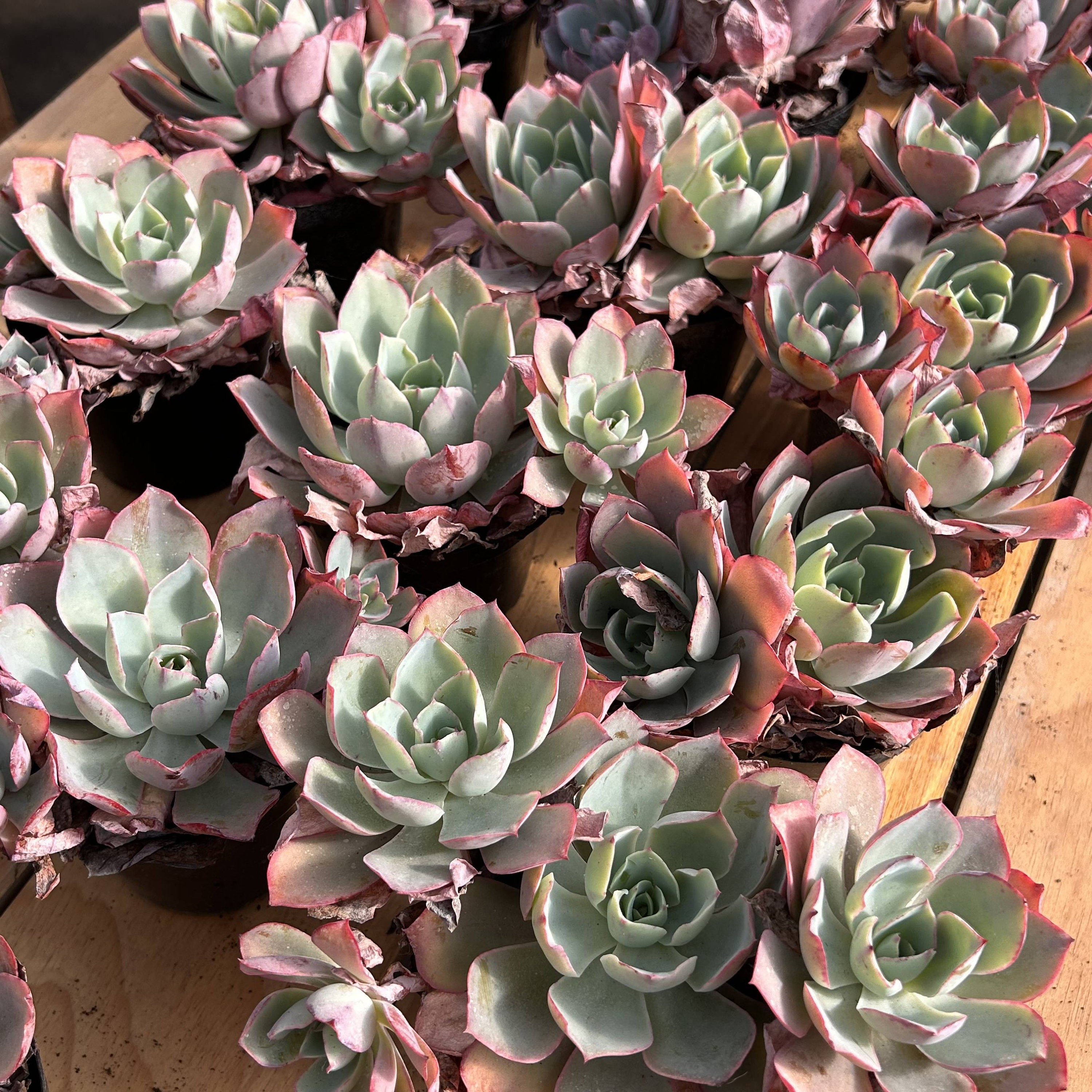 生きた多肉植物 - 珍しい多肉植物 - エケベリア ホワイト ローズ