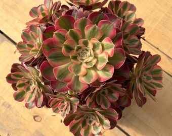 Suculentas vivas -Suculentas raras -Aeonium Pink Witch