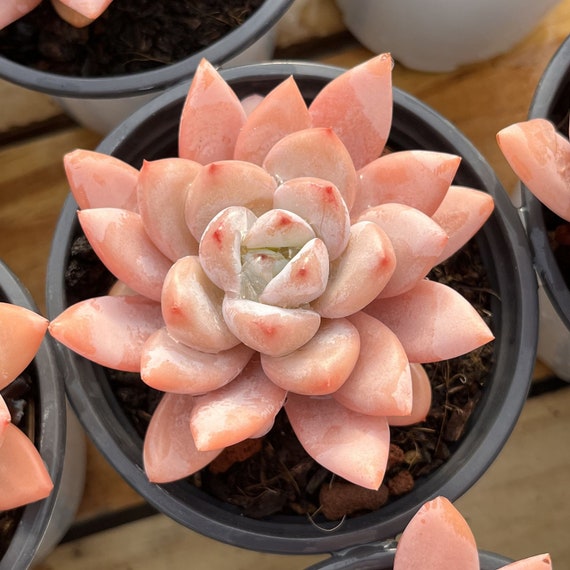 cream puff succulent sunburn leaves Echeveria Cream Puff | Live Succulent Plant | Pearlescent Succulent