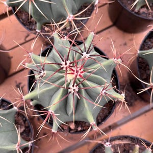 Cacto Vivo-Raro Cactus-Ferocactus histrix