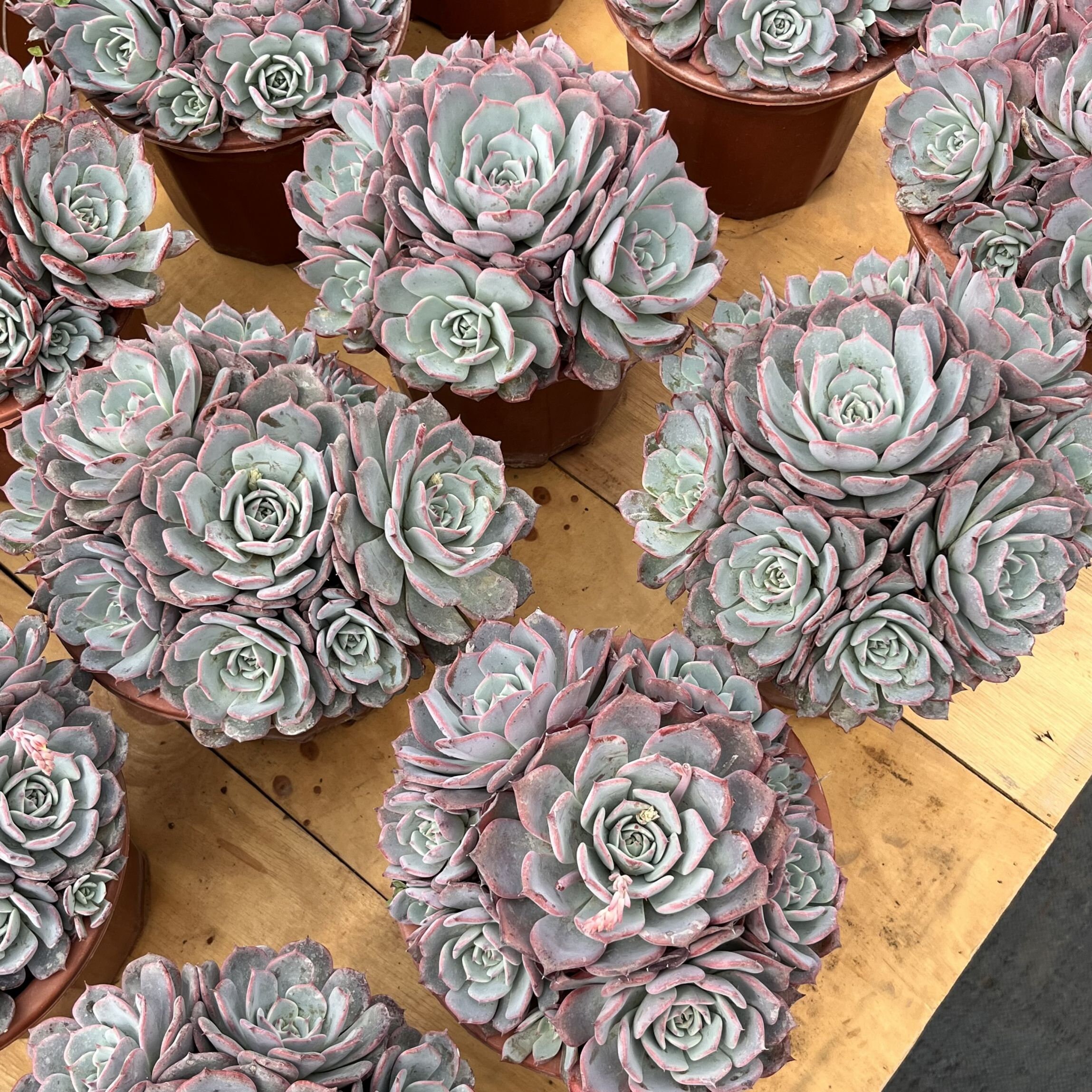 Echeveria laulensis - Etsy 日本