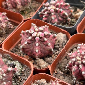 May include: Close-up of several small cactus plants in terracotta pots. The cactus plants are a vibrant pink and green color with white spines.