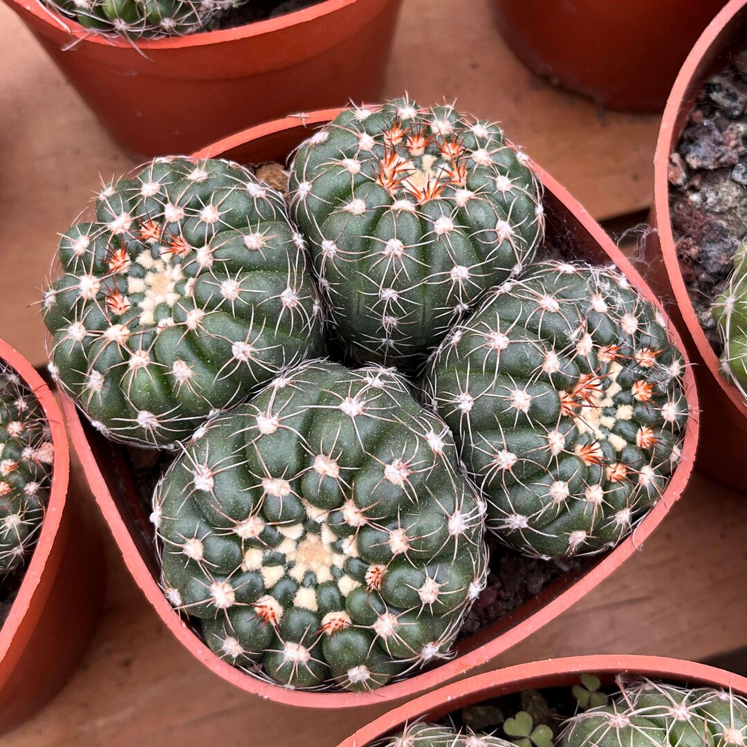 Live Cactus-rare Cactus-notocactus Uebelmannianus - Etsy