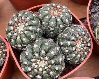 Echinocactus Ingens Live Plant | Unique Cactus for Sale | Indoor