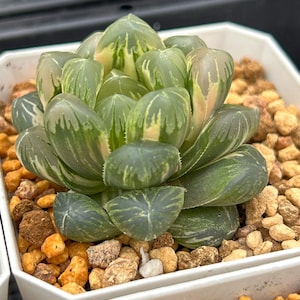 Live Succulents -Rare Succulents -Haworthia cooperi flower whale Variegated