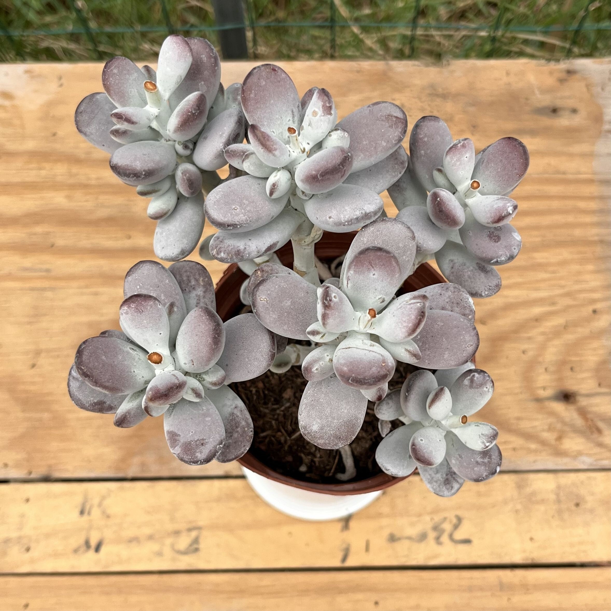 生きた多肉植物 - 珍しい多肉植物 - コチレドン オルビキュラータ 