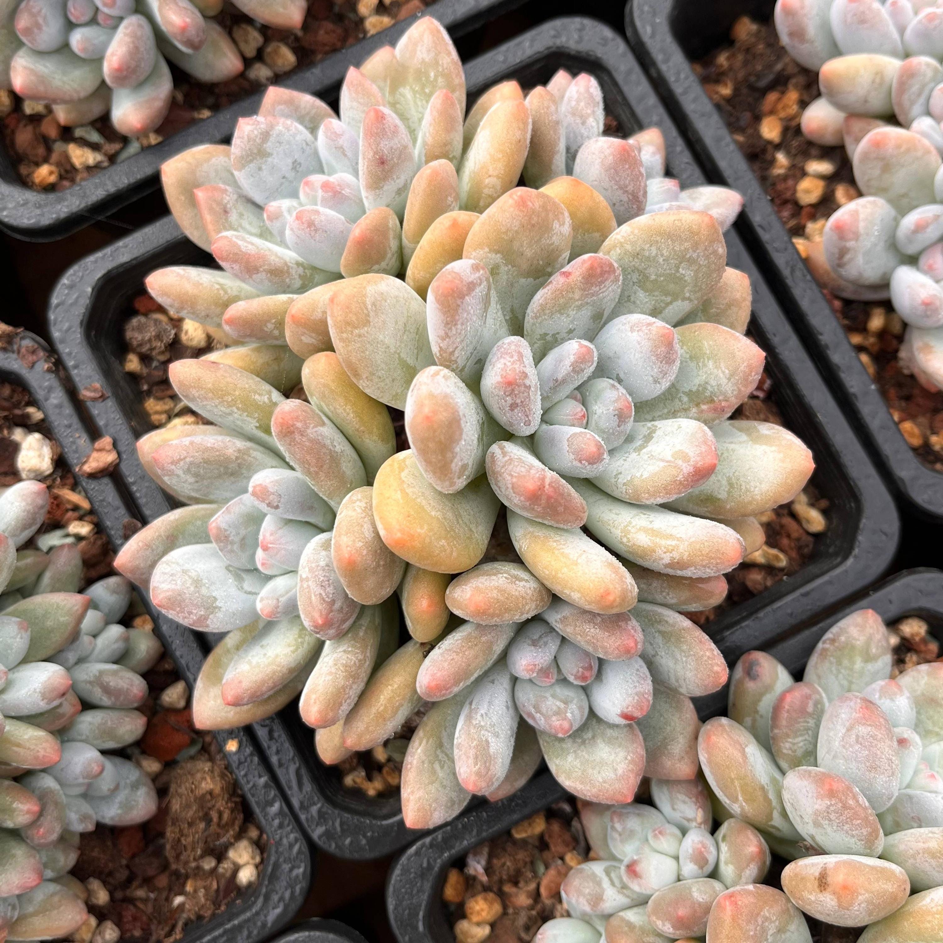 What is brienne sidekick name, image size:3000x3000