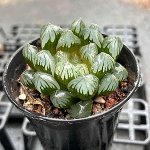 Live Succulents -Rare Succulents -Haworthia obtusa crystal