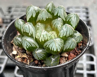 生きた多肉植物 - 珍しい多肉植物 - ハオルチア オブツサ クリスタル