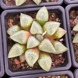 Live Succulents -Rare Succulents -Haworthia Oji Ko Himeju