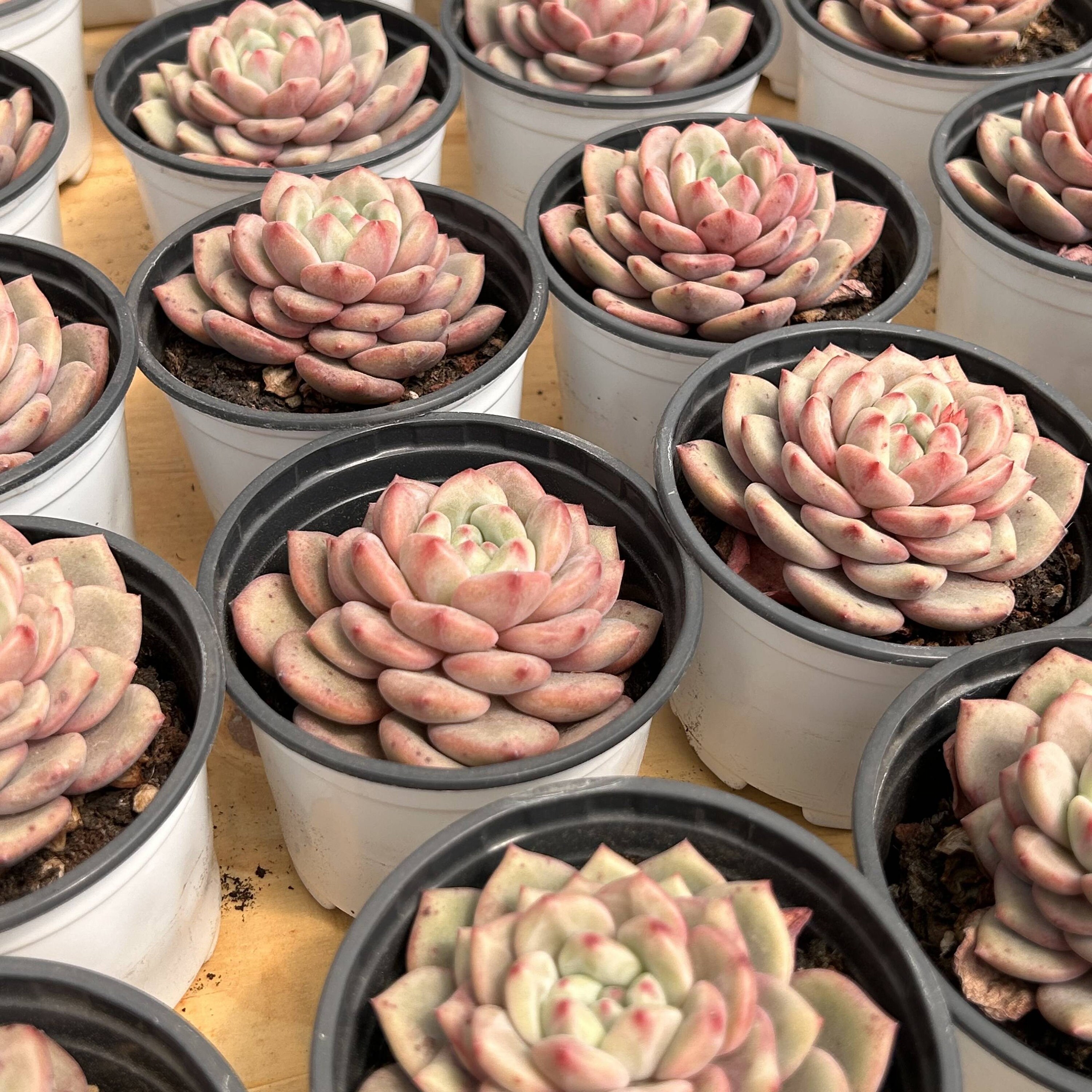 生きた多肉植物 - 珍しい多肉植物 - エケベリア アリエル - Etsy 日本