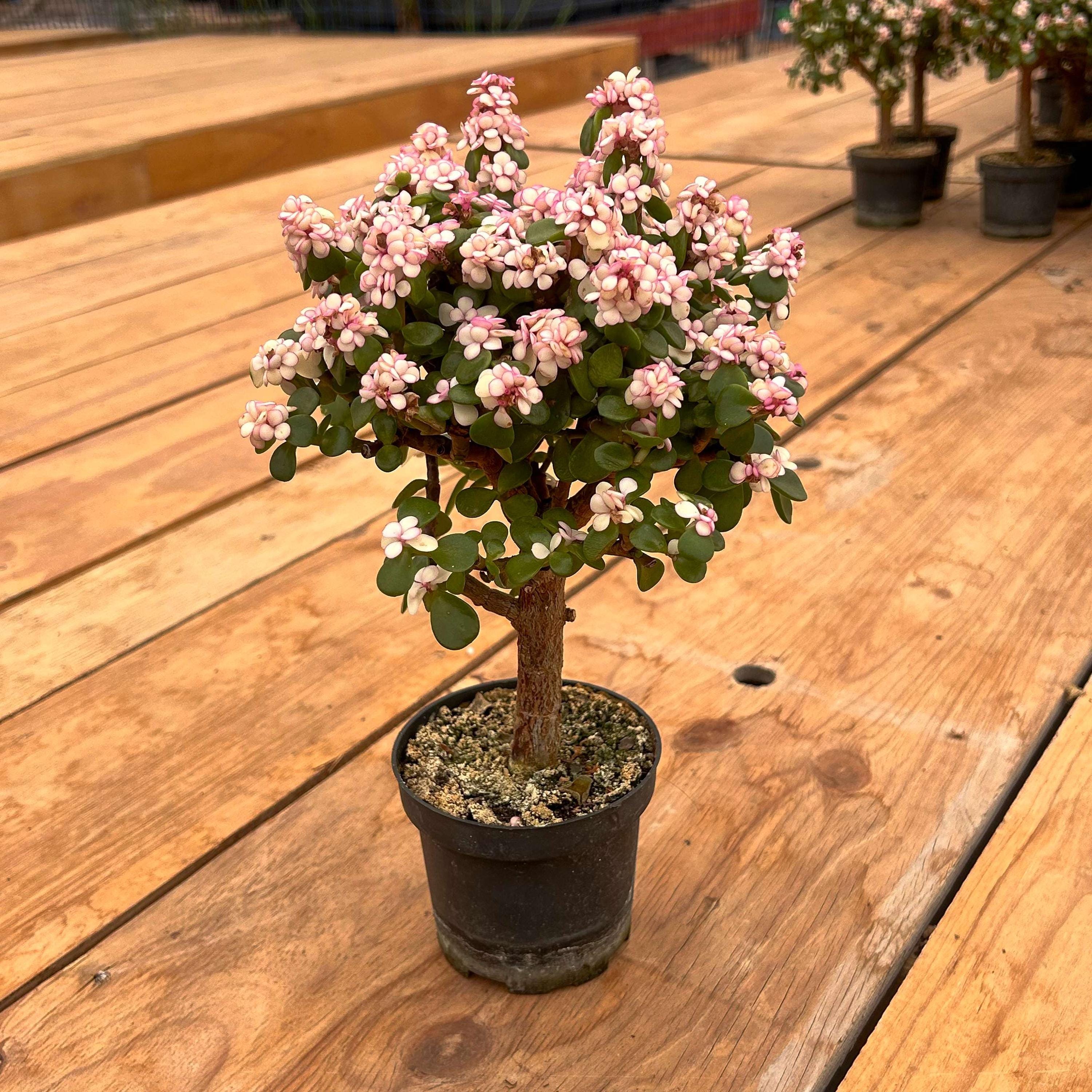 Portulacaria Afra Variegata Pink - Etsy Australia