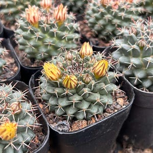 Cactus vivo-Cactus raro-Mammillaria Compressa