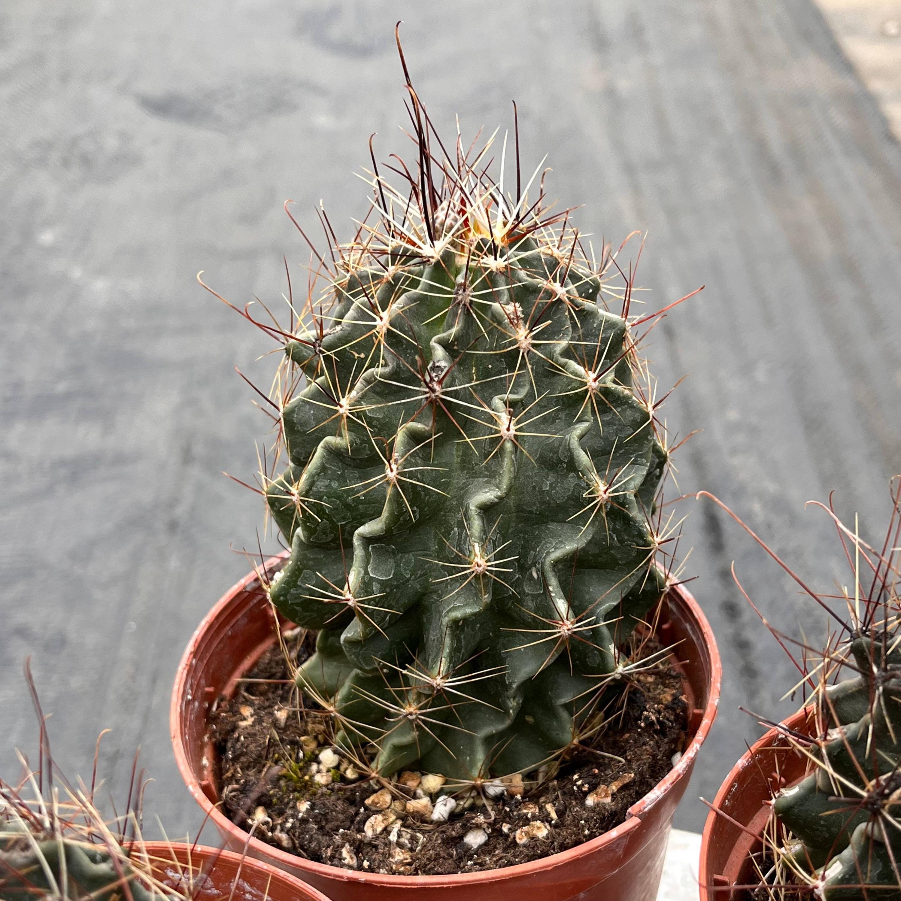 Cereus repandus - Etsy 日本