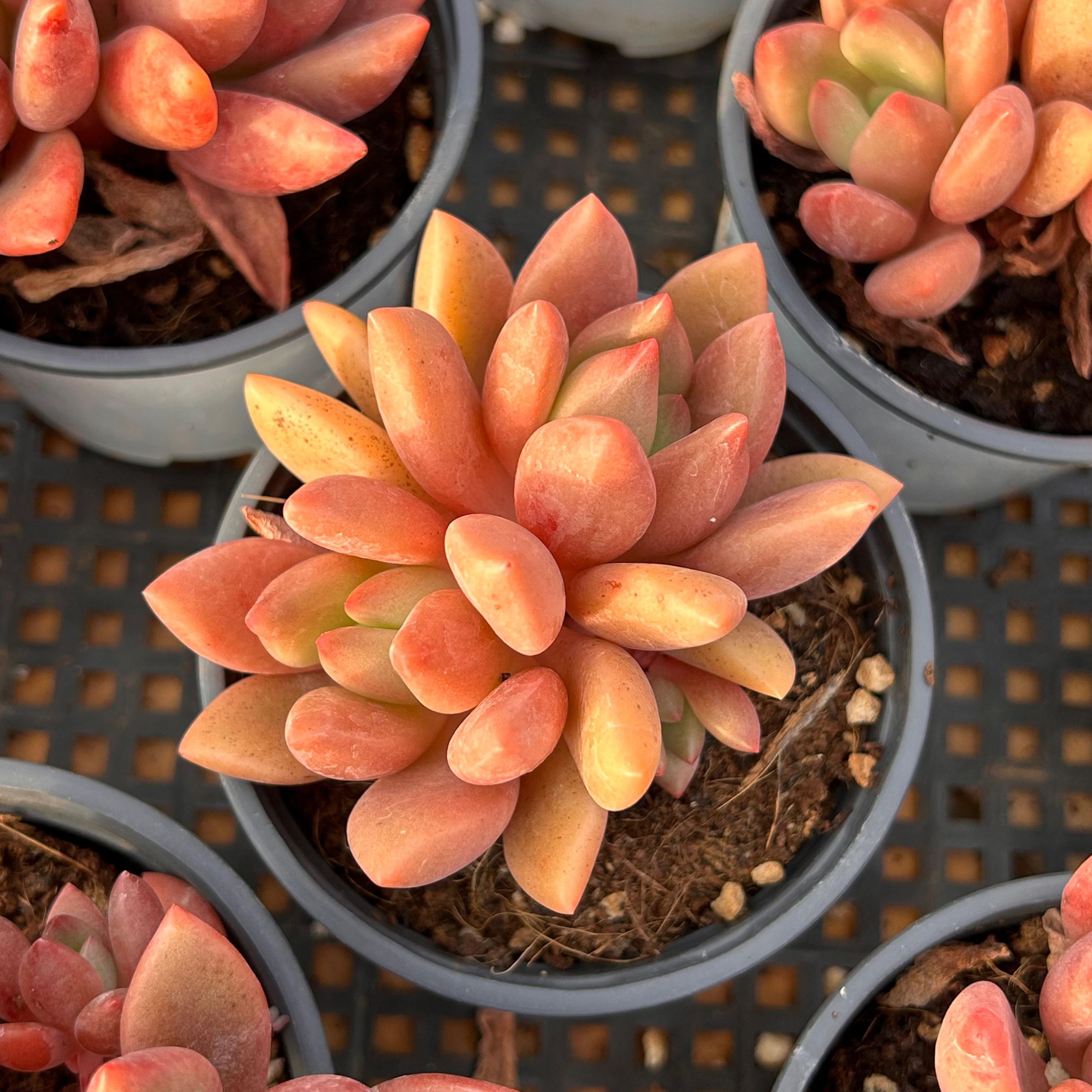 多肉植物　エケベリア　ピーチブロッサム　レア ○多肉植物 エケベリア ピーチブロッサムランド 2.5寸苗 C4196