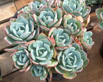 Levande suckulenter - Sällsynta suckulenter - Echeveria White Moonlight