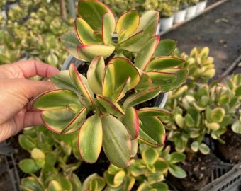 Lebende Sukkulenten -Seltene Sukkulenten -Multihead Succulents -Crassula argentea 'Variegata'